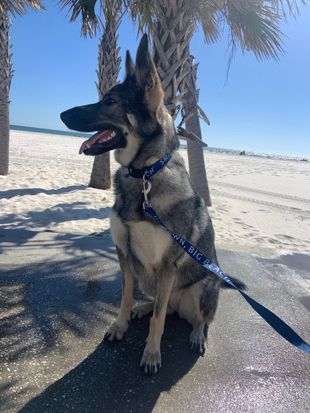 SMALL TOWN, BIG BEACH™ Dog Collar
