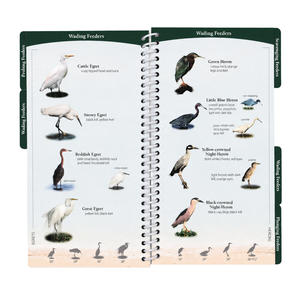 "Shorebirds of the Southeast & Gulf States"