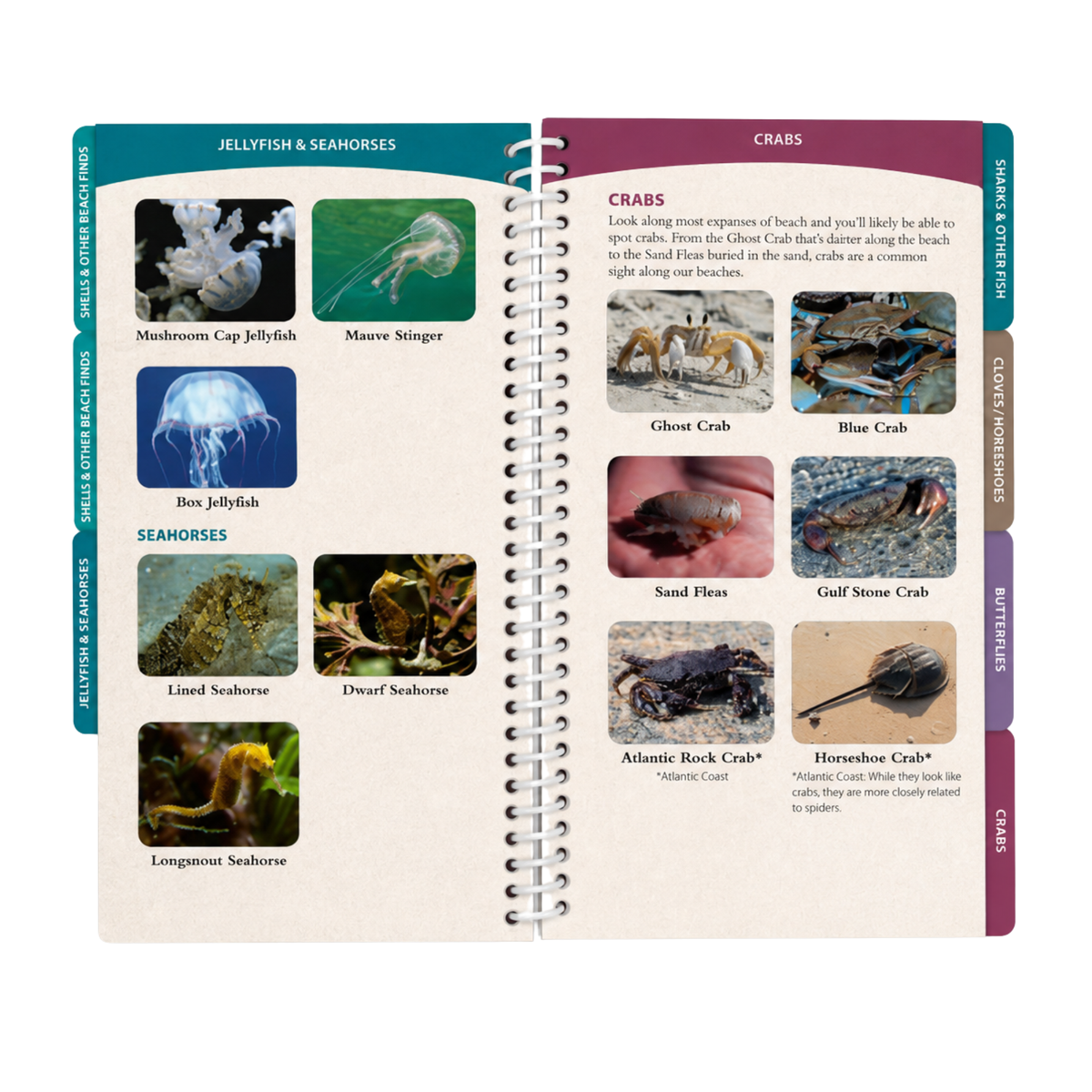 "Coastal Life of the Atlantic & Gulf Coasts"